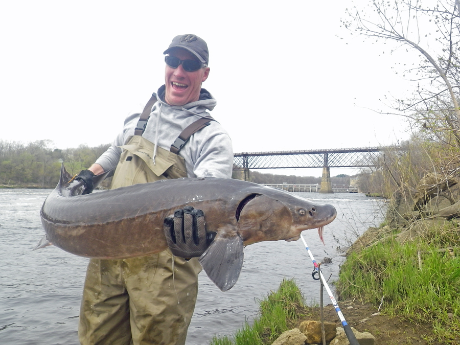 DNR Fisheries Technician Matt Simonson with a 47-pound sturgeon captured during a 2017 hook and line survey on the Chippewa River in Eau Claire. Fish captured during the survey ranged from 13 to 67 inches and weighed up to 56 pounds.