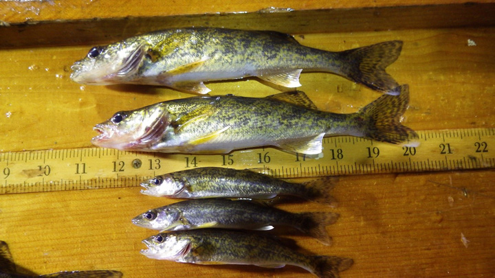 Fall electrofishing efforts in Iron and Ashland County consistently documented a walleye year class (hatched this spring, currently 4 to 8 inches), but also turned up impressive numbers of yearlings in our naturally reproducing waters.