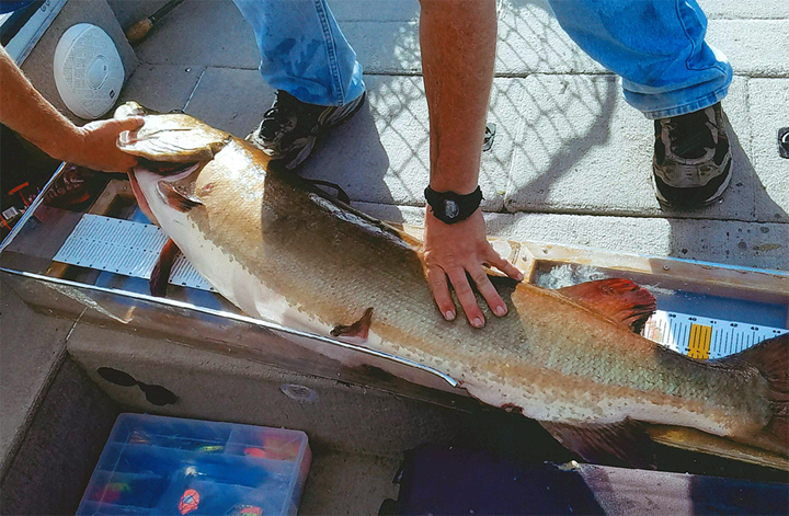 The fish was measured and photographed with Holmstrom before being released.