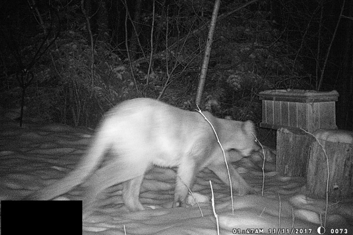 A cougar was confirmed on a trail camera photo in Douglas County Nov.11, 2017 - Photo credit: DNR