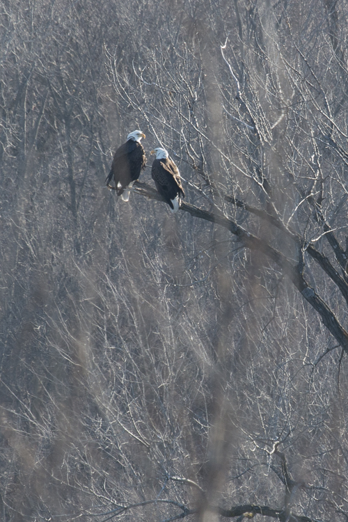 Bald eagles congregate along open water areas near the dam at Prairie du Sac.  - Photo credit: DNR