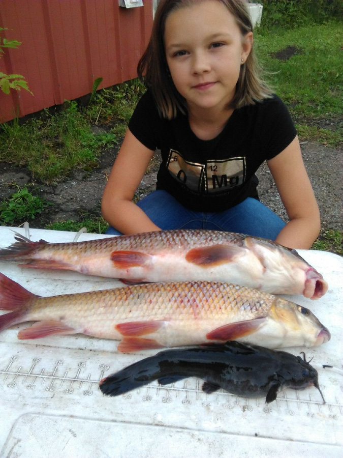 Parker Welch, 12, of Merrill, Wis., set three state fish records on July 4, 2017: for golden redhorse, top; shorthead redhorse, middle; and stonecat, bottom. - Photo credit: Contributed