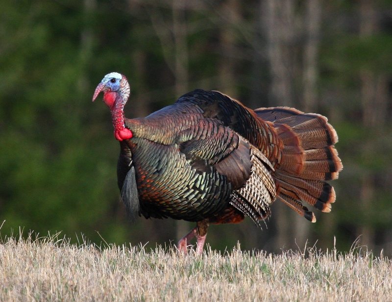 Leftover fall turkey permits go on sale August 26 for the season that opens Sept. 16.