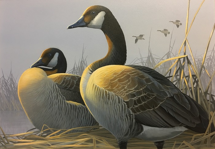 First place in the 2018 Wisconsin Waterfowl Stamp design contest goes to Caleb Metrich of Lake Tomahawk for his painting of a pair of Canada Geese in a marsh setting.