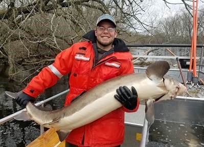 DNR has stocked 10 miles of the upper Menominee River from Sturgeon Falls Dam to Quiver Falls with lake sturgeon since 1982 and has documented a few legal size fish (60+ inches) in that section, including this 66-inch fish collected by DNR Fisheries Technician Derek Apps.