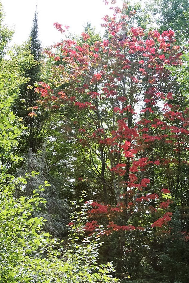 Early fall color is already showing up in Wisconsin's Northwoods.