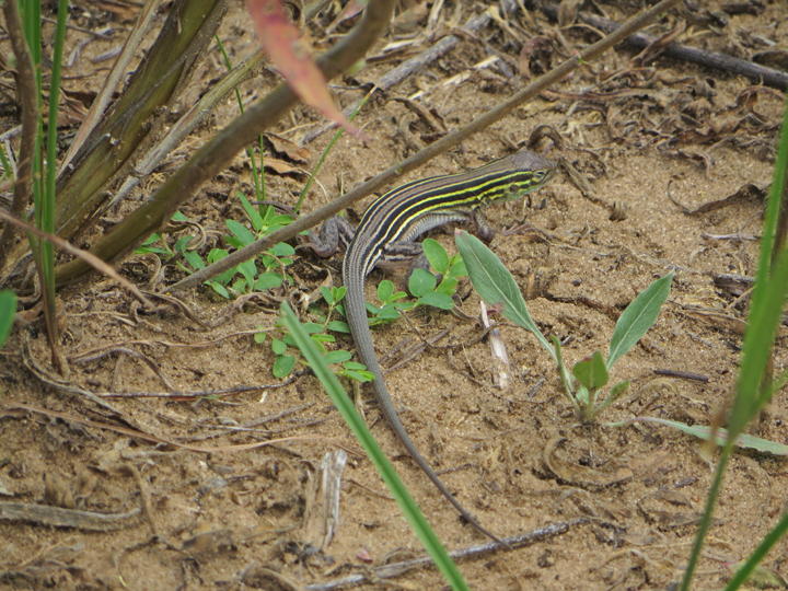 The new DNR Instagram account will feature photos like this six-lined racerunner scurrying around and enjoying life in Wisconsin this summer. 