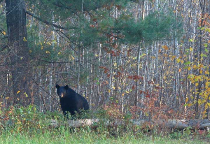 The deadline to apply for 2018 black bear and spring turkey permits is Dec. 10. - Photo Credit: Catherine Khalar