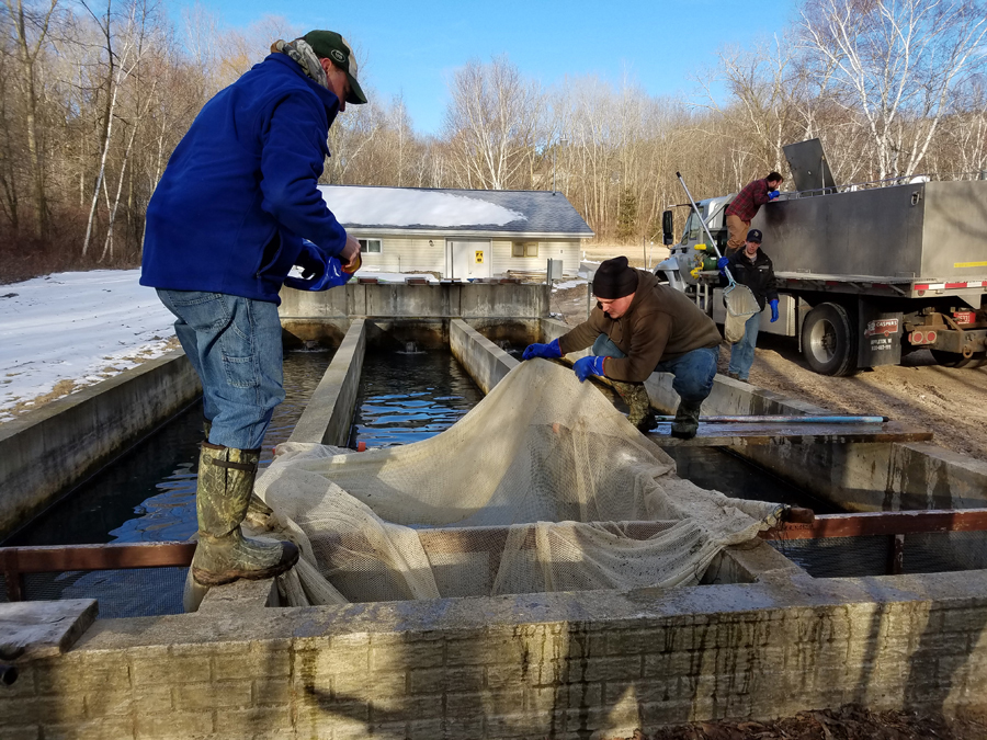 Kettle Moraine Springs Fish Hatchery staff transfer Chambers Creek steelhead from raceways to a stocking truck on March 14 for delivery to Lake Michigan tributaries. - Photo credit: DNR